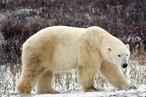 Marc: Polar Bear (Ursus maritimus) in Churchill