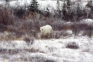 Marc: Polar Bear (Ursus maritimus) in Churchill
