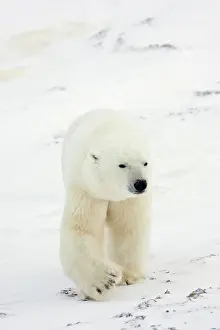 Nanook: Polar Bear (Ursus maritimus) Churchill Wildlife