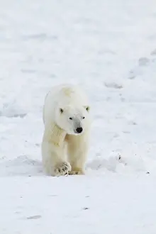 Agile: Polar Bear (Ursus maritimus) Churchill Wildlife