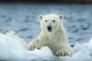 Claw: Polar Bear (Ursus maritimus) climbing onto melting