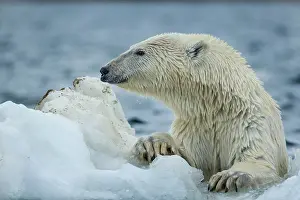Claw: Polar Bear (Ursus maritimus) climbing onto melting
