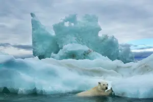 Pack: Polar Bear (Ursus maritimus) climbing onto melting
