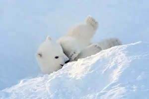 Taiga: Polar bear (Ursus maritimus) cub coming out den