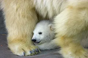 Shelters: Polar Bear (Ursus maritimus) cub hiding behind its