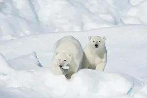 Northeast: Polar bear (Ursus maritimus), Two Cubs, North East