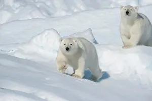 Northeast: Polar bear (Ursus maritimus), Two Cubs, North East