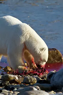 Bloody: Polar bear (Ursus maritimus) eating Ringed