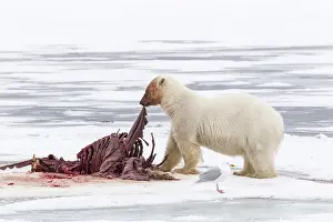 Odobenus: Polar bear (Ursus maritimus) eating a walrus (Odobenus