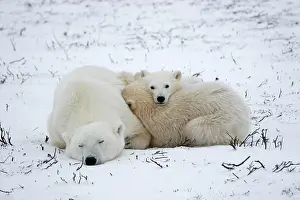 Warmth: Polar Bear (Ursus maritimus) family huddling together