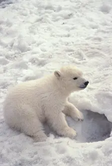 Omnivores: Polar Bear (Ursus maritimus), four-month-old cub
