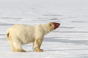 Bloody: Polar bear (Ursus maritimus) on ice with bloody