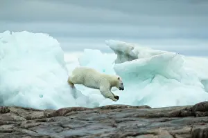 Strength: Polar Bear (Ursus maritimus) leaping between melting