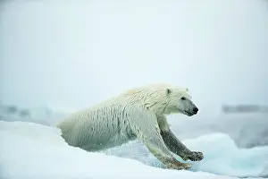 Strength: Polar Bear (Ursus maritimus) leaping between melting