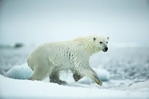 Speed: Polar Bear (Ursus maritimus) leaping between melting