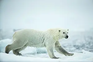 Speed: Polar Bear (Ursus maritimus) leaping between melting