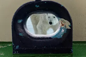 Opening: Polar bear (Ursus maritimus) looking through an