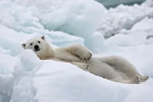 Circle: Polar bear (Ursus maritimus) lying alert on a block