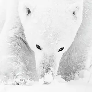 Sniff: Polar bear (Ursus maritimus), male smells the snow