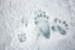 Trace: Polar bear (Ursus maritimus) marks, compare to shoes
