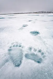 Marks: Polar bear (Ursus maritimus) marks, Spitsbergen