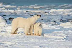 Hudson: Polar Bear (Ursus maritimus) mother and