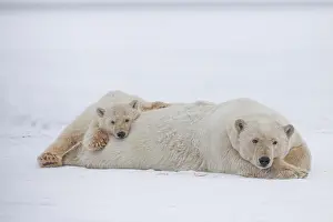 Maritimus: Polar bear (Ursus maritimus), mother and young lying
