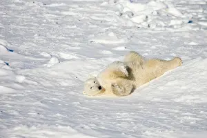 Nanook: Polar Bear (Ursus maritimus) near Hudson