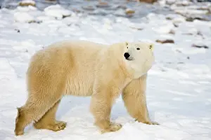 Nanook: Polar Bear (Ursus maritimus) near Hudson