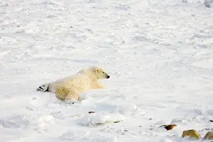 Nanook: Polar Bear (Ursus maritimus) near Hudson