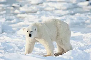 Nanook: Polar Bear (Ursus maritimus) near Hudson