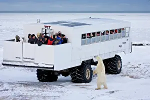Viewing: Polar bear (Ursus maritimus) near Tundra