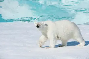 Northeast: Polar bear (Ursus maritimus), North East Greenland