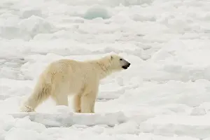 Floes: Polar bear (Ursus maritimus), Polar Ice Cap, 81north