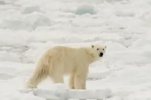 Sergio: Polar bear (Ursus maritimus), Polar Ice Cap, north
