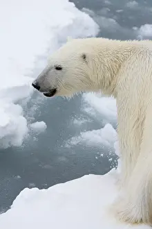 Sergio: Polar bear (Ursus maritimus), Polar Ice Cap, north