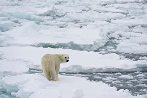 Sergio: Polar bear (Ursus maritimus), Polar Ice Cap, north