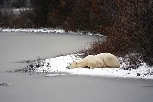 Marc: Polar Bear (Ursus maritimus) resting in
