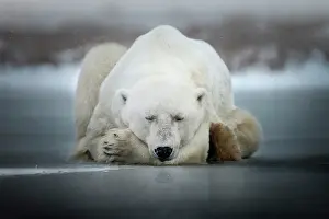 Puddle: Polar bear (Ursus maritimus) resting on a frozen