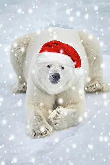 150821: Polar bear (Ursus maritimus) resting on pack ice wearing a r