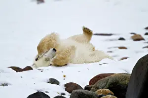 Hudson: Polar bear (Ursus maritimus) rolling in