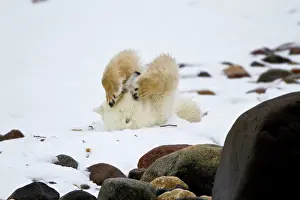 Hudson: Polar bear (Ursus maritimus) rolling in