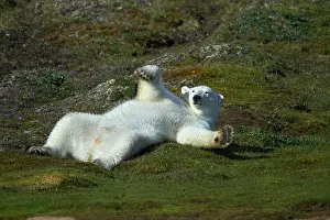Rolling: Polar bear (Ursus maritimus) rolling around on grass