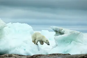 Strength: Polar Bear (Ursus maritimus) running amid melting