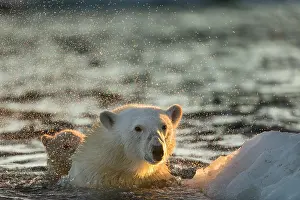 Shakes: Polar Bear (Ursus maritimus) shakes off water from