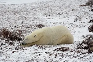 Marc: Polar Bear (Ursus maritimus) sleeping in