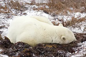 Marc: Polar Bear (Ursus maritimus) sleeping in
