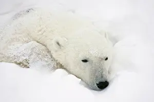 Lazy: Polar Bear (Ursus maritimus) sleeping Churchill