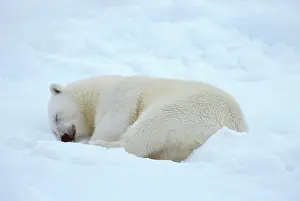 Napping: Polar Bear (Ursus maritimus) sleeping, Spitzbergen