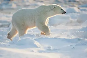 Nanook: Polar Bear (Ursus maritimus) in snow, Churchill
